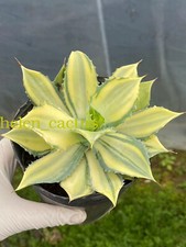 Pianta di Agave di Cactus