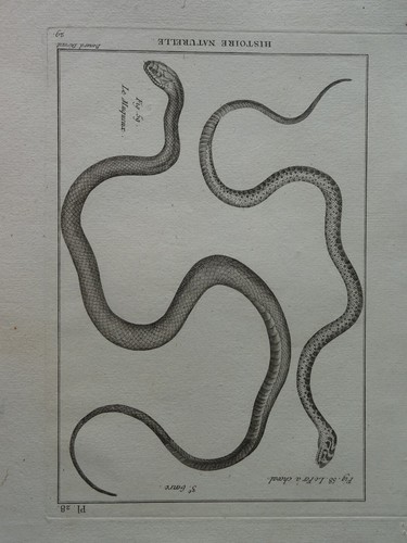 Incisione xviii serpente - incisione,