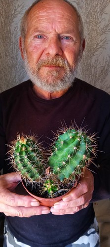 Echinocereus triglochidiatus - echinocereus,