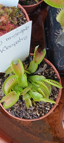 Dionaea muscipula kleopatra - dionaea,