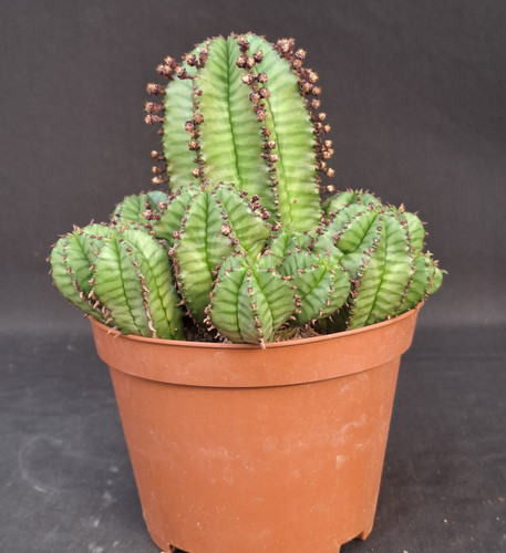 Euphorbia polygona anoplia - euphorbia,