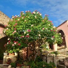 HIBISCUS MUTABILIS - IBISCO