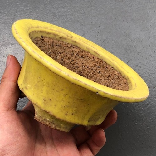 Vaso per bonsai giapponese