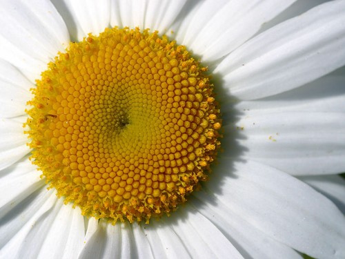 Chamaemelum nobile camomilla - chamaemelum,