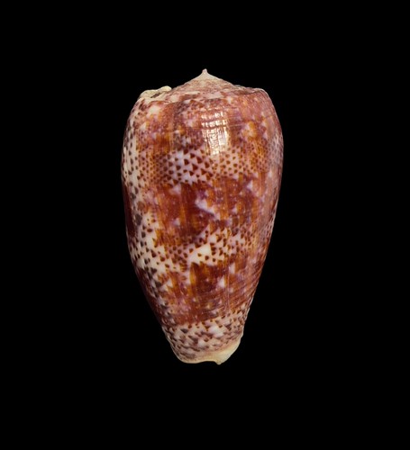 Conchiglia shell conus - shell,