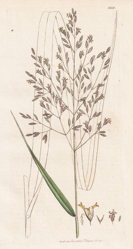 Festuca calamaria erba - calamaria, erbe