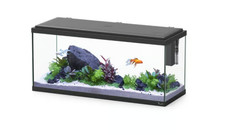 Serbatoio per pesci acquario