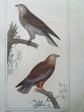 Buffon/Vauthier Incisione