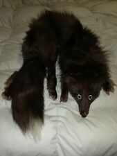 Volpe Intera, Vintage