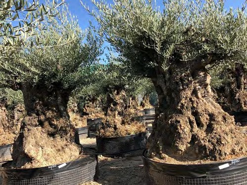 Ulivo olivo olea - olivo, "olea