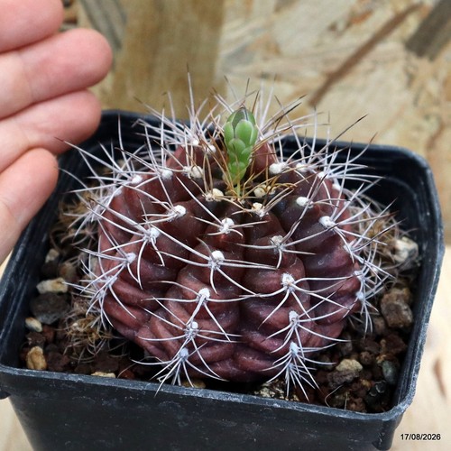Gymnocalycium mihanovichii
