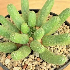 Euphorbia esculenta ,  pot 10