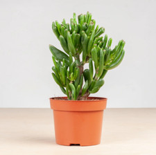 Crassula ovata hobbit albero - crassula,