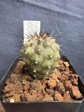Copiapoa Cinerea KK1734 Var