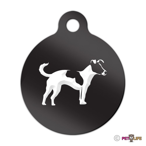 Jack russel terrier - jack,