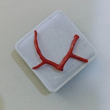 Ramo di corallo rosso italiano