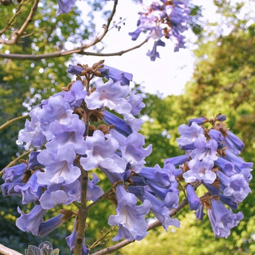 Paulownia tomentosa paulonia - tomentosa,
