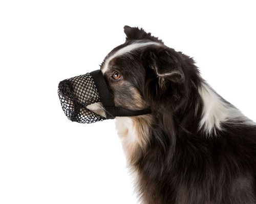 Museruola per cane taglia