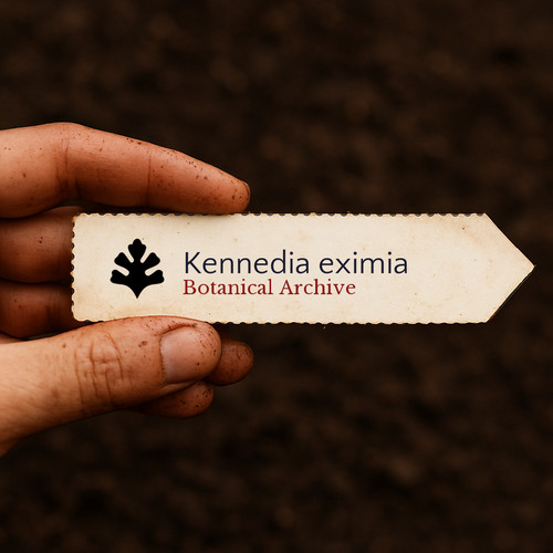 Kennedia eximia red - kennedia,