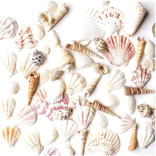 Nautical theme seashell - theme,