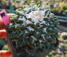 Pianta rara Cactus
