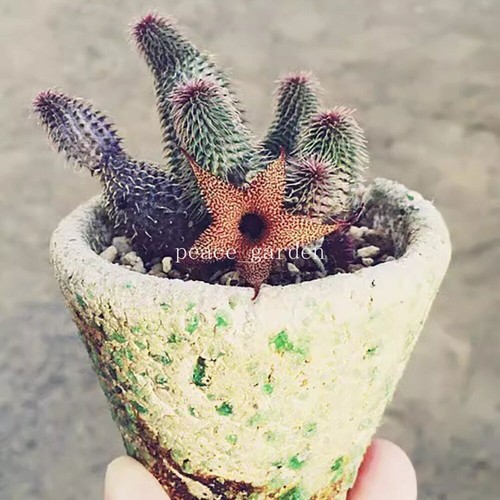 Multi teste huernia - huernia, pillansii