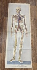 SKELETON ANATOMIA UMANA POSTER