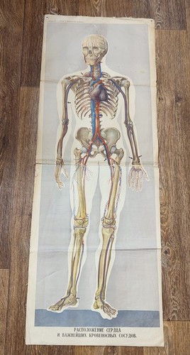 Skeleton human anatomy - skeleton,