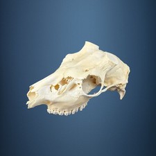 583SKU Teschio di cervo