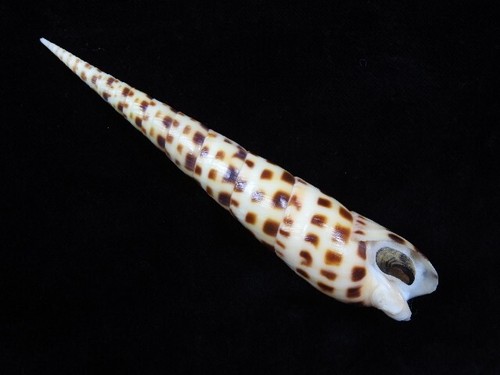 Sea shell terebra areolata - sea,