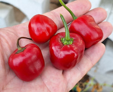 10 semi di peperoncino ROCOTO