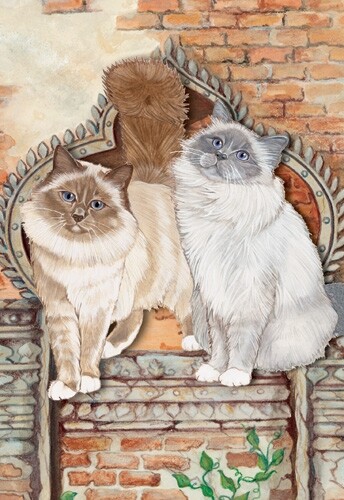 Birman cat blank - cat, note