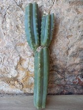 Pachanoi, San🌵Pedro XL