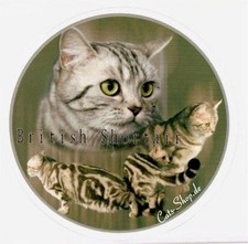 Adesivo British Shorthair pelo