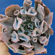 Echeveria trumpet pinky pot - echeveria, "trumpet