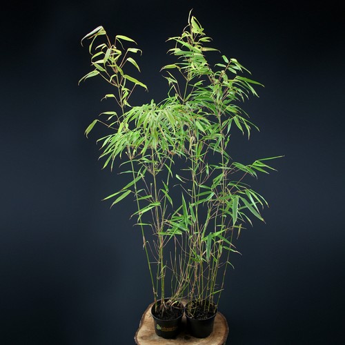 Fargesia jiushaigou siepe - fargesia, di
