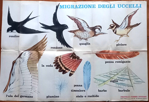 Migrazione degli uccelli - degli,