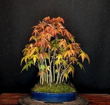 Bonsai bosco acero - bonsai,