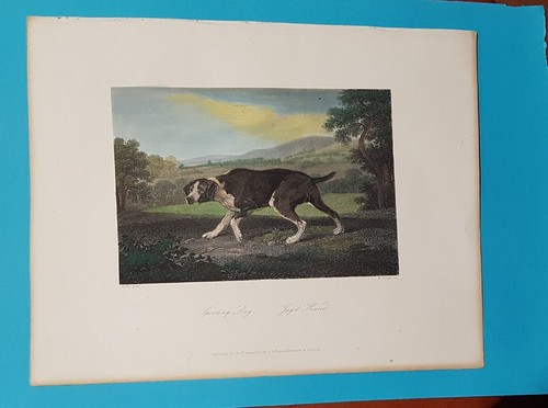 Cani incisione acquarellata - acquarellata, a