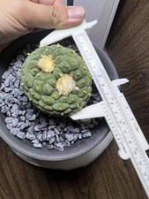 1 pz. 7,8 cm raro cactus L F