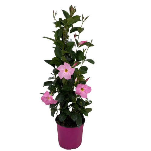 Dipladenia piramide rosa - rosa, in