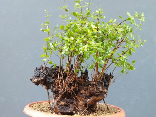 Bonsai mirto 38x20cm - 38x20cm, in