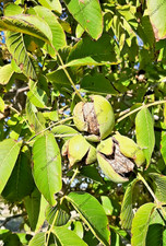 1 Kg Noci in Guscio BIO