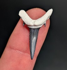 Splendido dente di squalo
