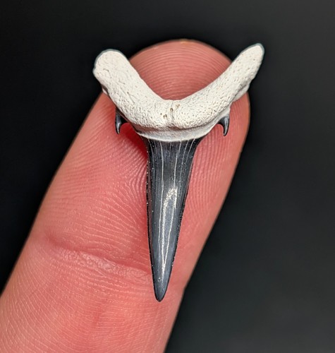 Splendido dente squalo - dente, di