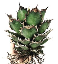 Agave titanota cv RED CATWEAZLE 2-4cm diameter