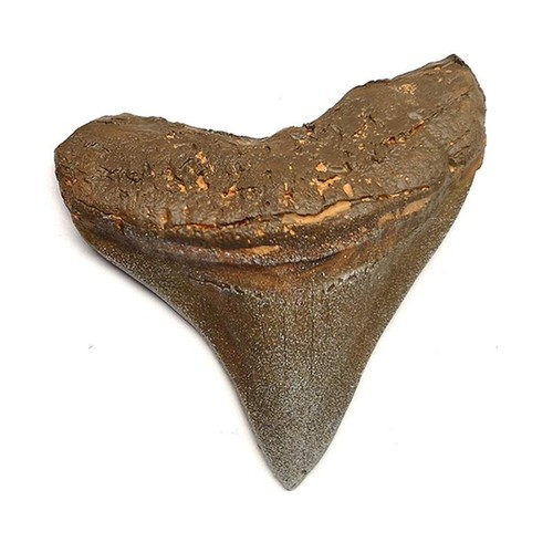Tenet fossile dente di - -,