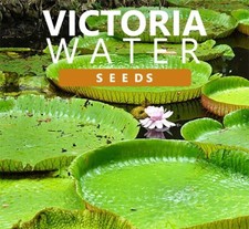 20 ninfee Victoria Amazonica