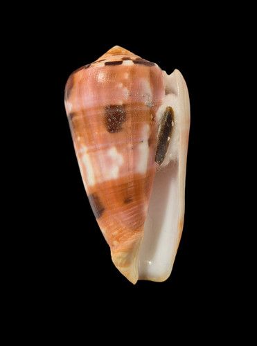 Conchiglia shell conus - shell,