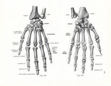 Stampa antica ANATOMIA OSSA